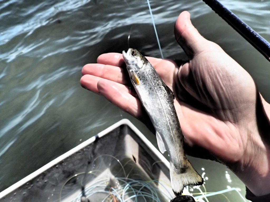 Udsætning af smolt på Fyn, Langeland og Ærø.