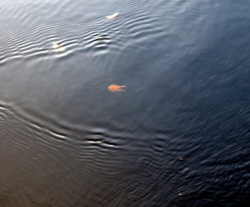 Mörum 2011 7