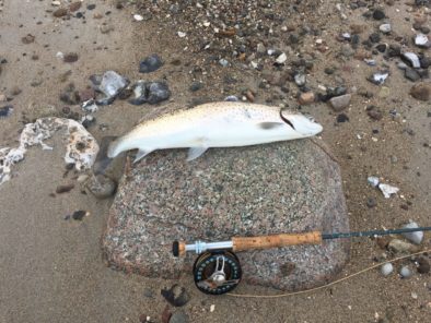 fisk1