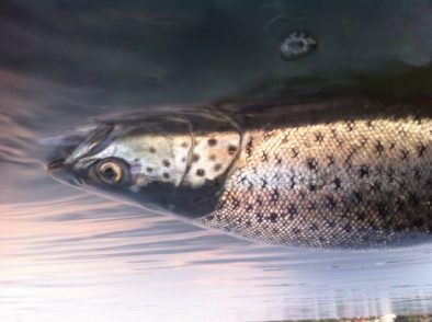 Kystfluekursus