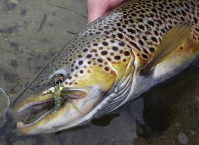 rejeflue og fisk