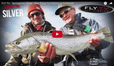 Springtime Silver - Sea Trout Fly Fishing in Denmark