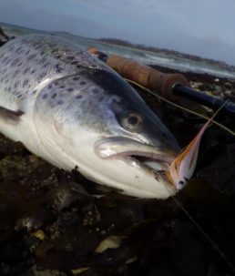 baitfish 3