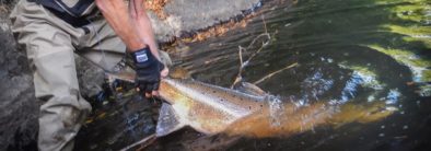 big fish