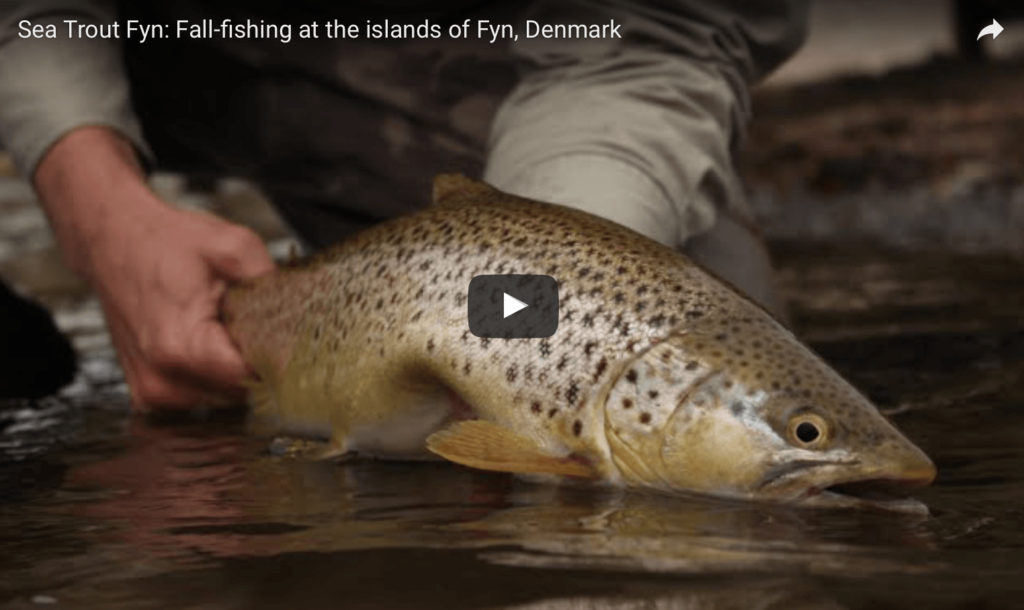 Fall-fishing at the islands of Fyn, Denmark