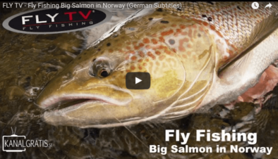 Big Salmon in Norway