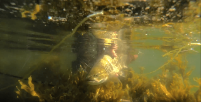 Fly Fishing Herbst - En fiskefilm fra Efteråret