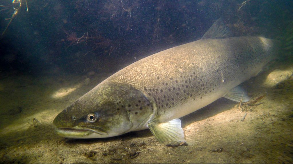 Kæmpe havørreder og døde fisk i åerne