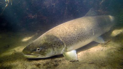 Kæmpe havørreder og døde fisk i åerne
