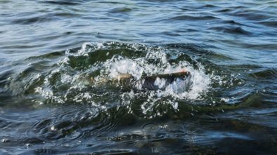 Sådan udnytter du hornfisken til flere havørreder